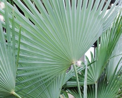 Trachycarpus princeps